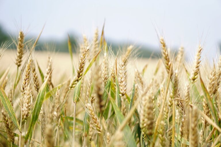 L&rsquo;agriculture naturelle pourrait nourrir la planète