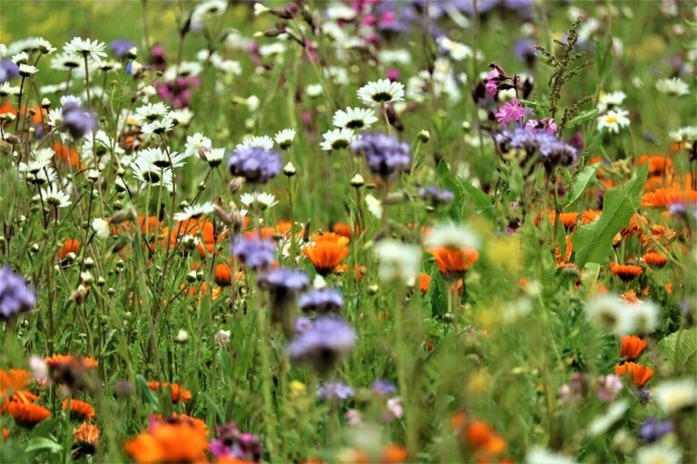 La COP 15 à Montréal : la biodiversité est indissociable de la politique climatique