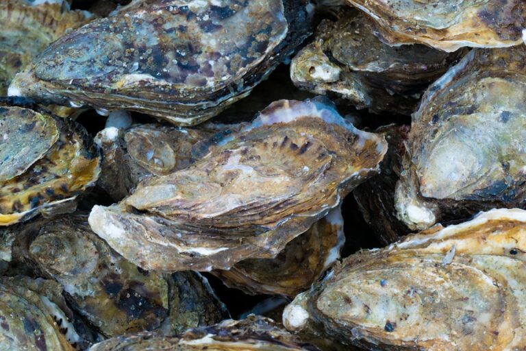 Que deviennent les coquilles de fruits de mer collectées pendant les fêtes ?