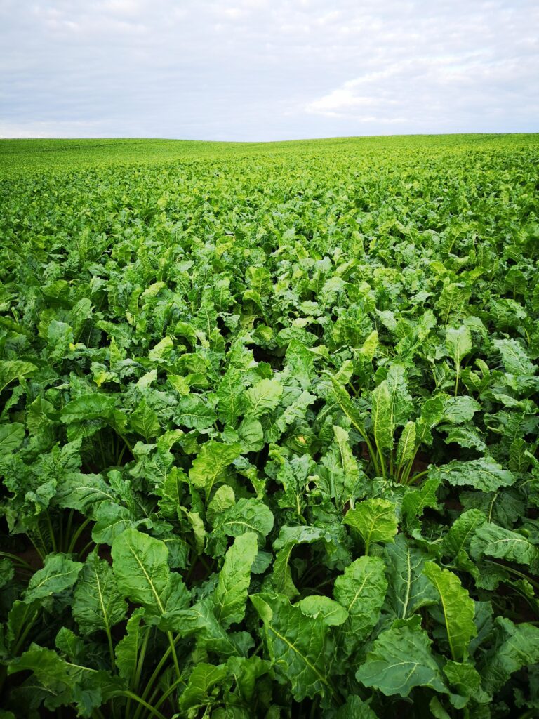 Des solutions pour remplacer les néonicotinoïdes
